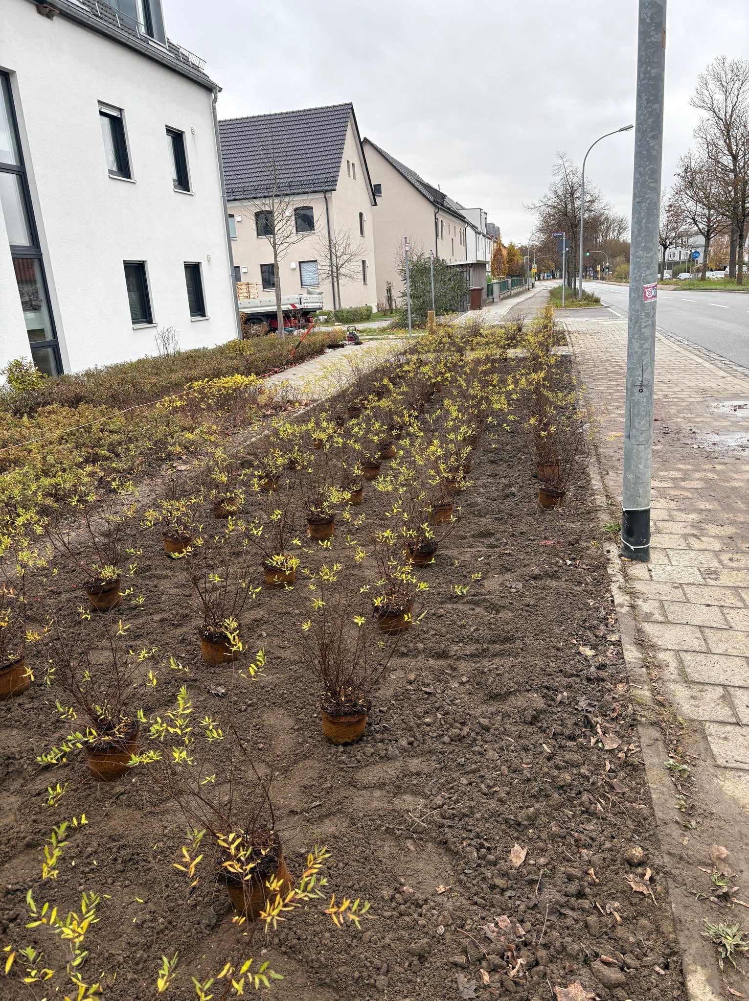 Przygotowane do sadzenia krzewy w donicach na rabacie wzdłuż chodnika i ulicy. W tle zabudowa miejska, pochmurne niebo. Etap przed zasadzeniem.