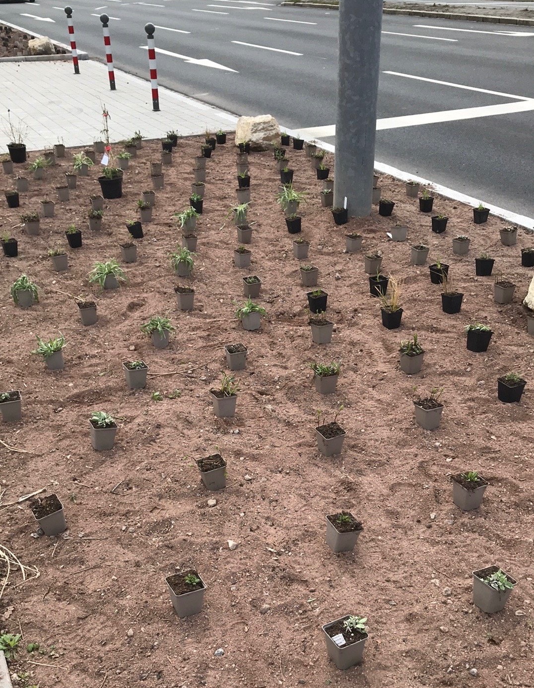 Przygotowany teren pod sadzenie roślin w doniczkach, widok z góry, z elementami infrastruktury drogowej w tle. Etap przed zasadzeniem roślin w gruncie.