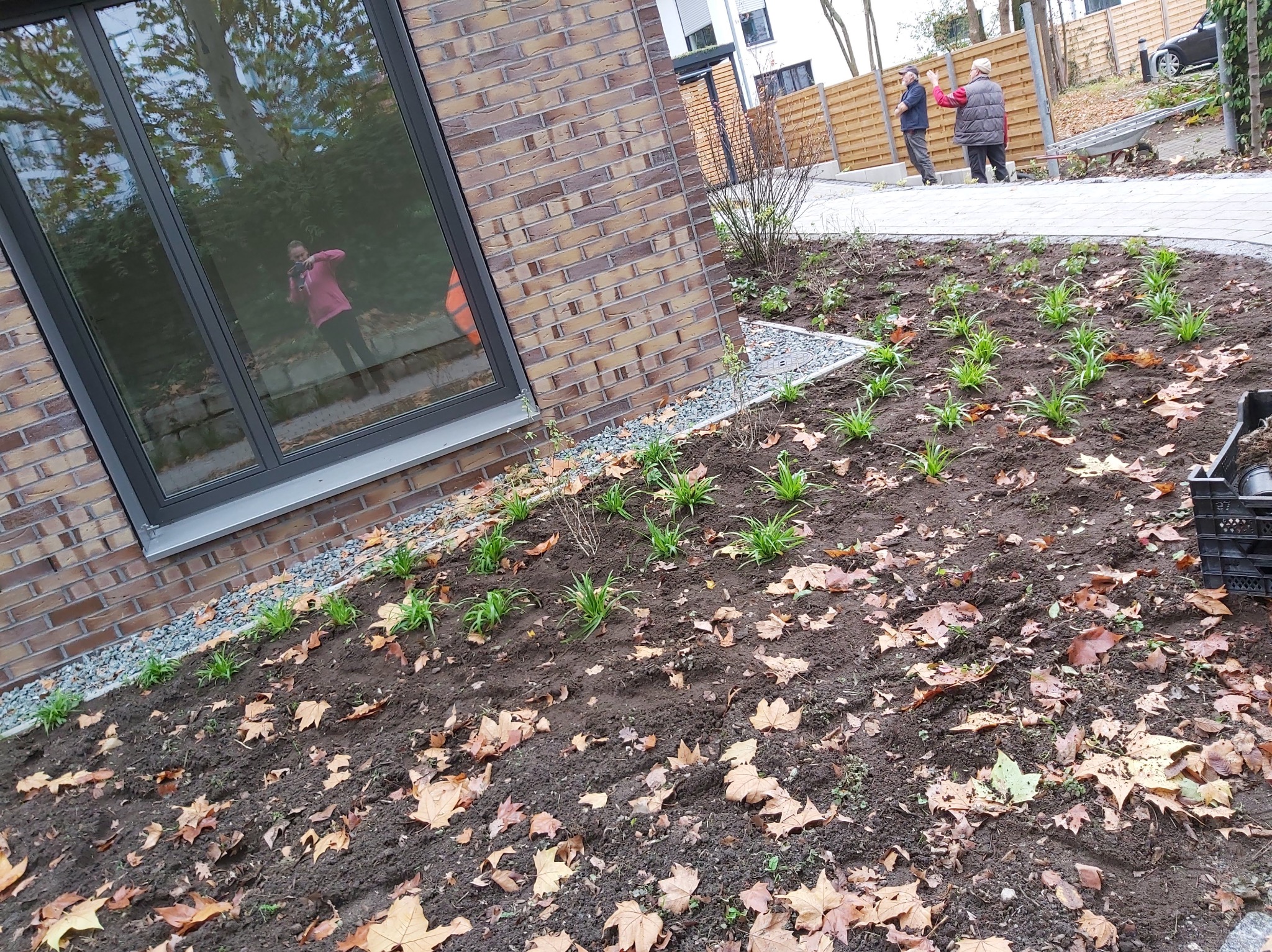 Świeżo posadzone rośliny wzdłuż ścieżki i budynku w Filipów Czwarty, ziemia pokryta liśćmi. Widoczne narzędzia ogrodnicze i osoby w tle.