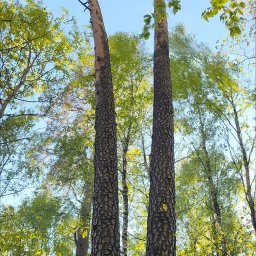 Usługi Ogólnobudowlane Tomasz Łysy