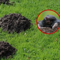 Insekt Buster - Staranne Osuszanie Ścian z Wilgoci Mińsk Mazowiecki