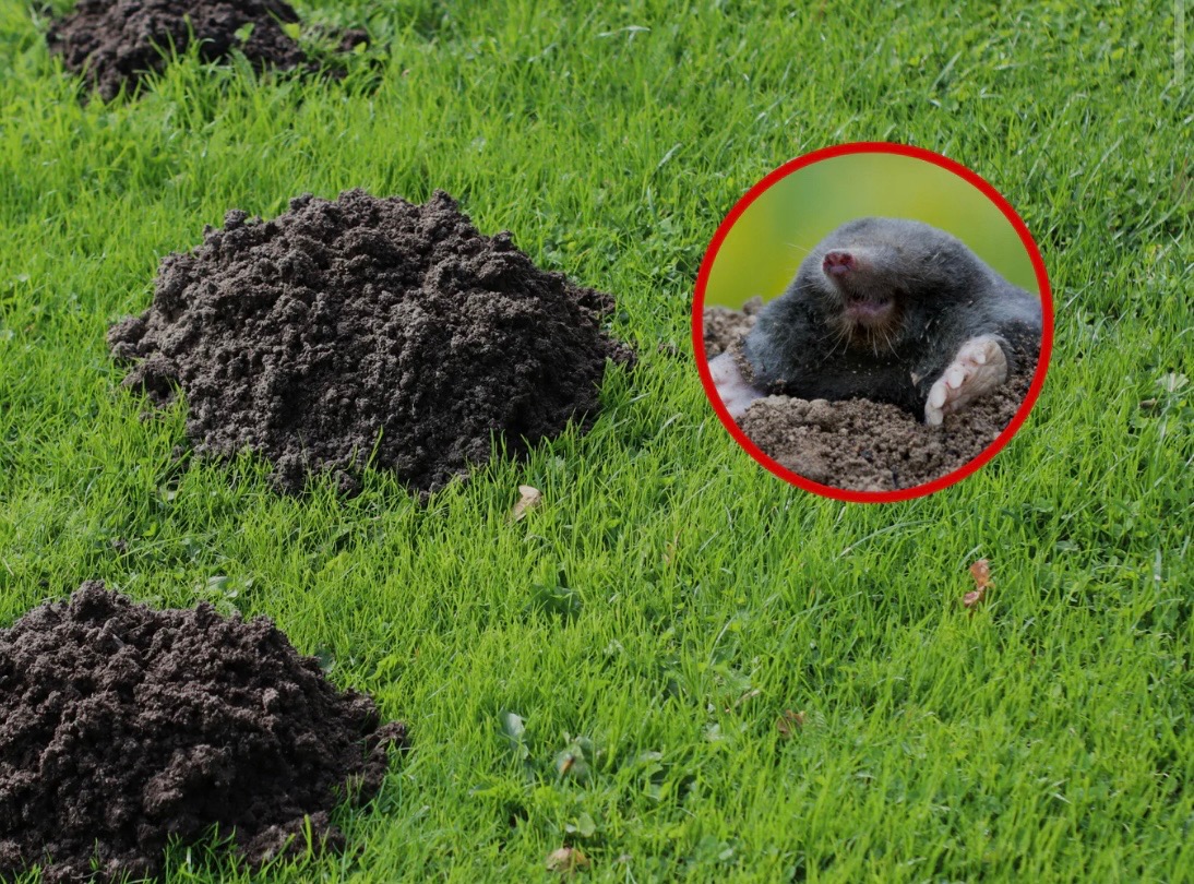 Kret wystający z kopca na trawniku, oznaczony czerwoną obwódką. Widoczne kopce ziemi. Słoneczny dzień.