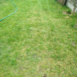 Trawnik po zabiegach wertykulacji, aeracji i piaskowania