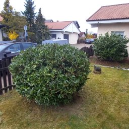 formowanie laurowiśni