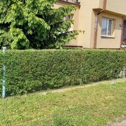 uformowany żywopłot