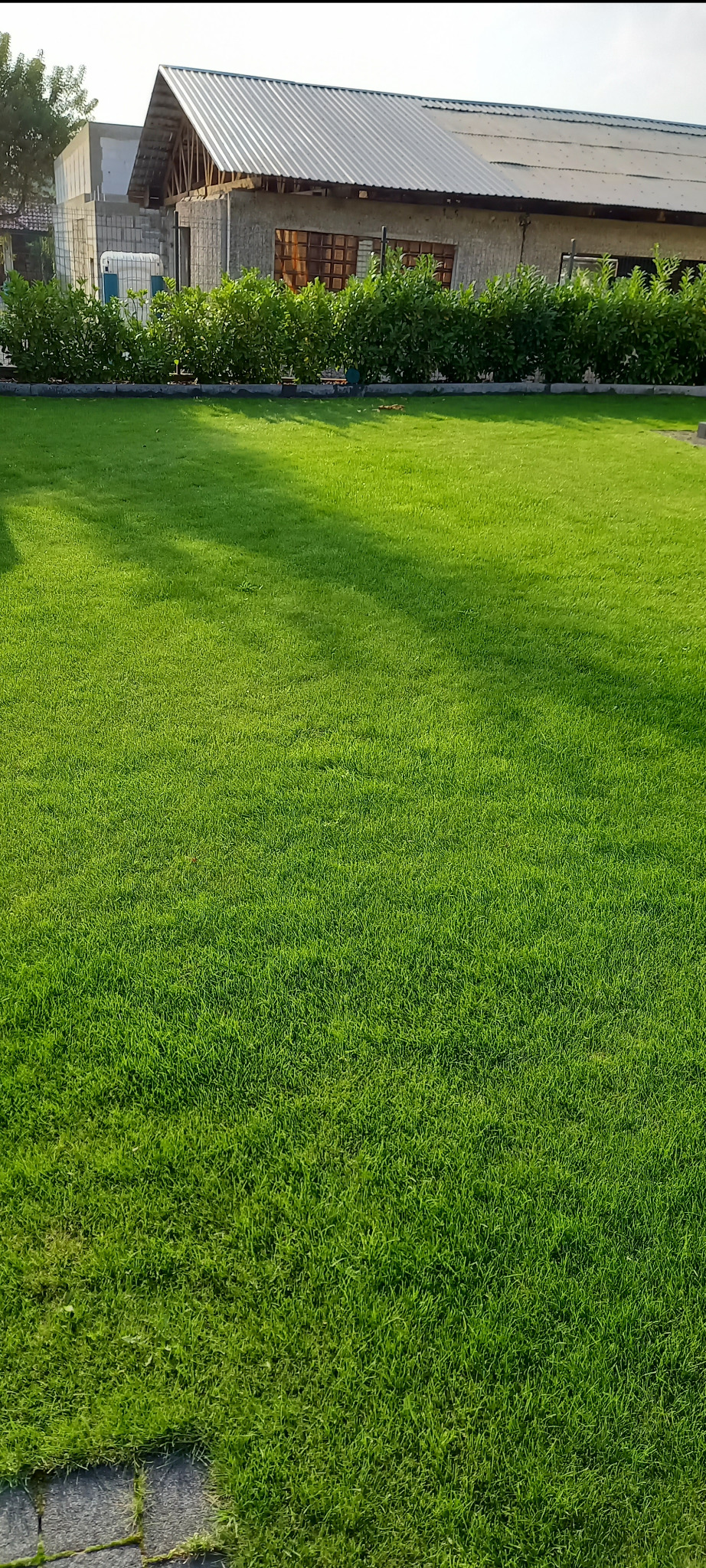 Soczysta, zielona trawa po koszeniu, z niskim żywopłotem i budynkiem w tle. Widoczne cienie drzew na trawniku. Perfekcyjnie utrzymany trawnik.