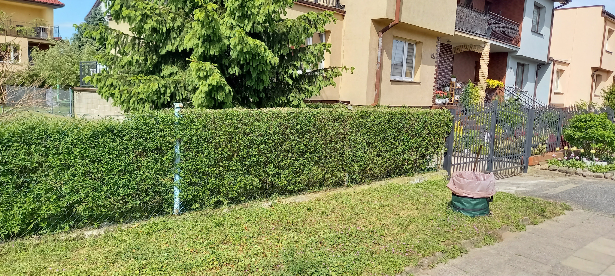 uformowany żywopłot