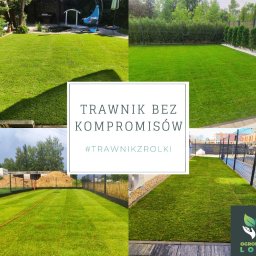 Trawa z rolki Karpin 1