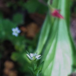 Natalia Rosińska - Przepisywanie Tekstów Jastrzębie-Zdrój