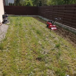 Sztuka ogrodu - Czerwony glebogryz na trawniku, przygotowujący ziemię pod uprawę. Część trawnika już przekopana, w tle brązowy płot i budynek.