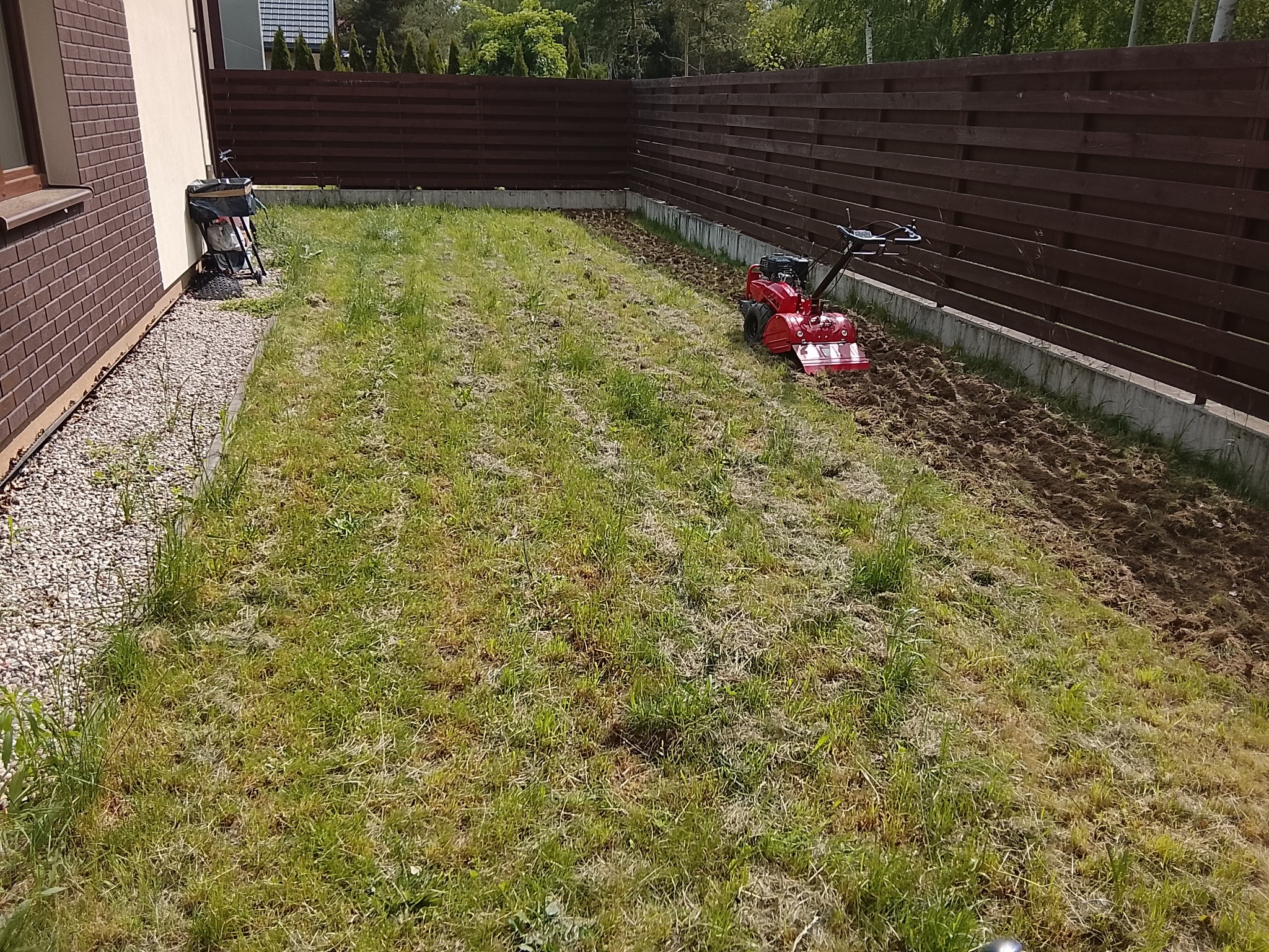 Czerwony glebogryz na trawniku, przygotowujący ziemię pod uprawę. Część trawnika już przekopana, w tle brązowy płot i budynek.