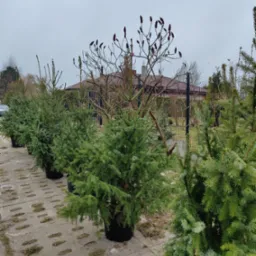 Rząd świerków w donicach ustawiony na betonowej nawierzchni, w tle budynek mieszkalny i drzewo z brązowymi kwiatostanami, pochmurne niebo.