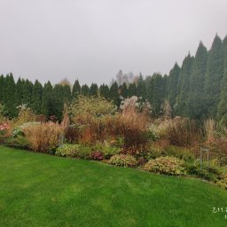JDG Andriy Grytsenko - Jesienny ogród z zielonym trawnikiem, ozdobnymi trawami i rabatami kwiatowymi na tle szpaleru wysokich, gęstych tuj w pochmurny dzień.