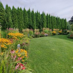 JDG Andriy Grytsenko - Zadbany ogród z równo przystrzyżonym trawnikiem, obfitymi rabatami kwiatowymi i szpalerem wysokich, zielonych drzew iglastych w tle. Widok na fragment domu.