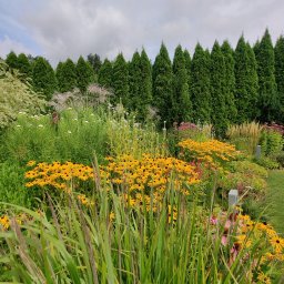JDG Andriy Grytsenko - Bujny ogród z żółtymi rudbekiami i strzelistymi tujami w tle, sfotografowany w pochmurny dzień. Wysoka trawa na pierwszym planie dodaje naturalnego uroku.