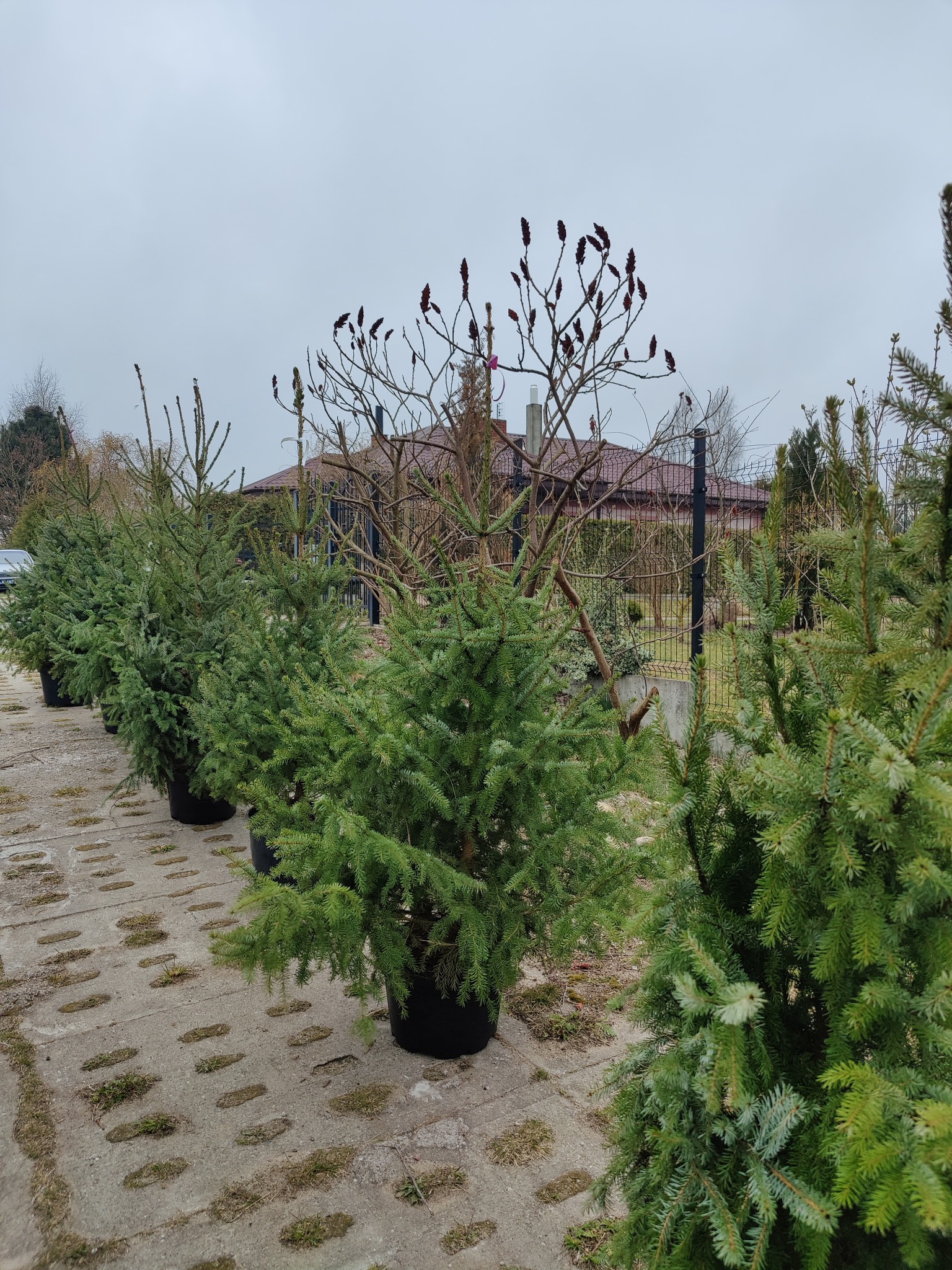 Rząd świerków w donicach ustawiony na betonowej nawierzchni, w tle budynek mieszkalny i drzewo z brązowymi kwiatostanami, pochmurne niebo.