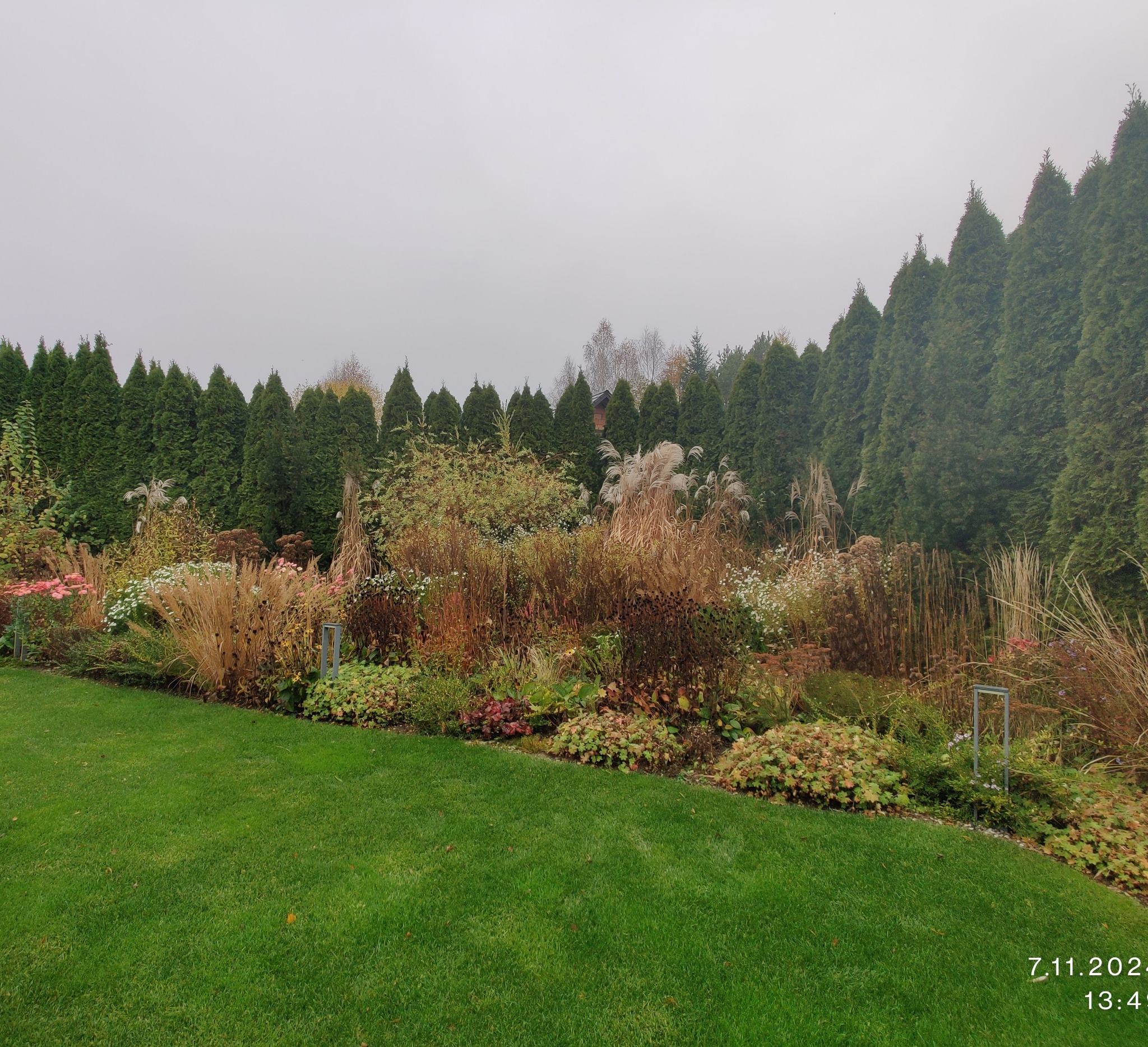 Jesienny ogród z zielonym trawnikiem, ozdobnymi trawami i rabatami kwiatowymi na tle szpaleru wysokich, gęstych tuj w pochmurny dzień.