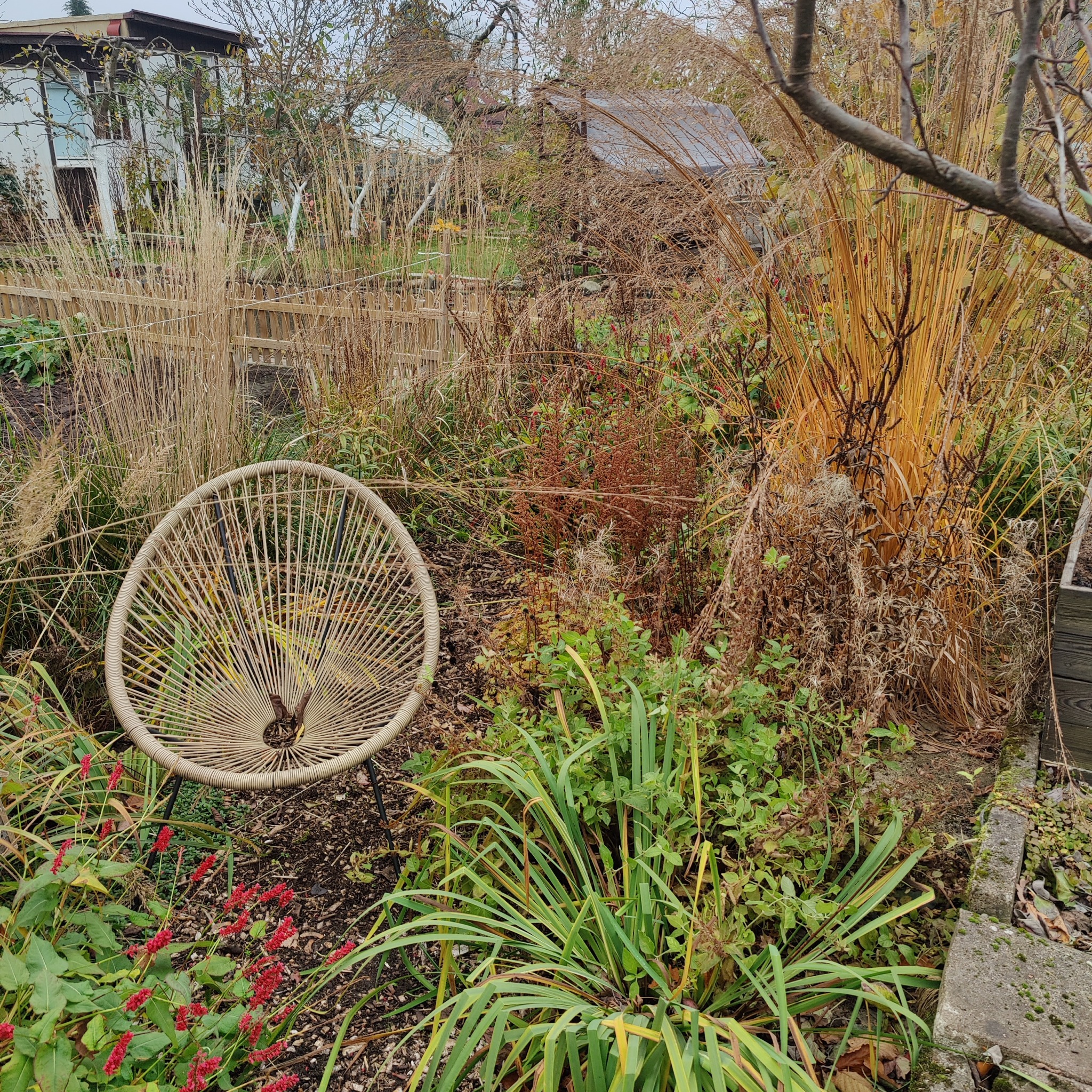 Okrągłe krzesło z wikliny w bujnym ogrodzie z wysokimi trawami i czerwonymi kwiatami. W tle widoczny drewniany płot i budynki.