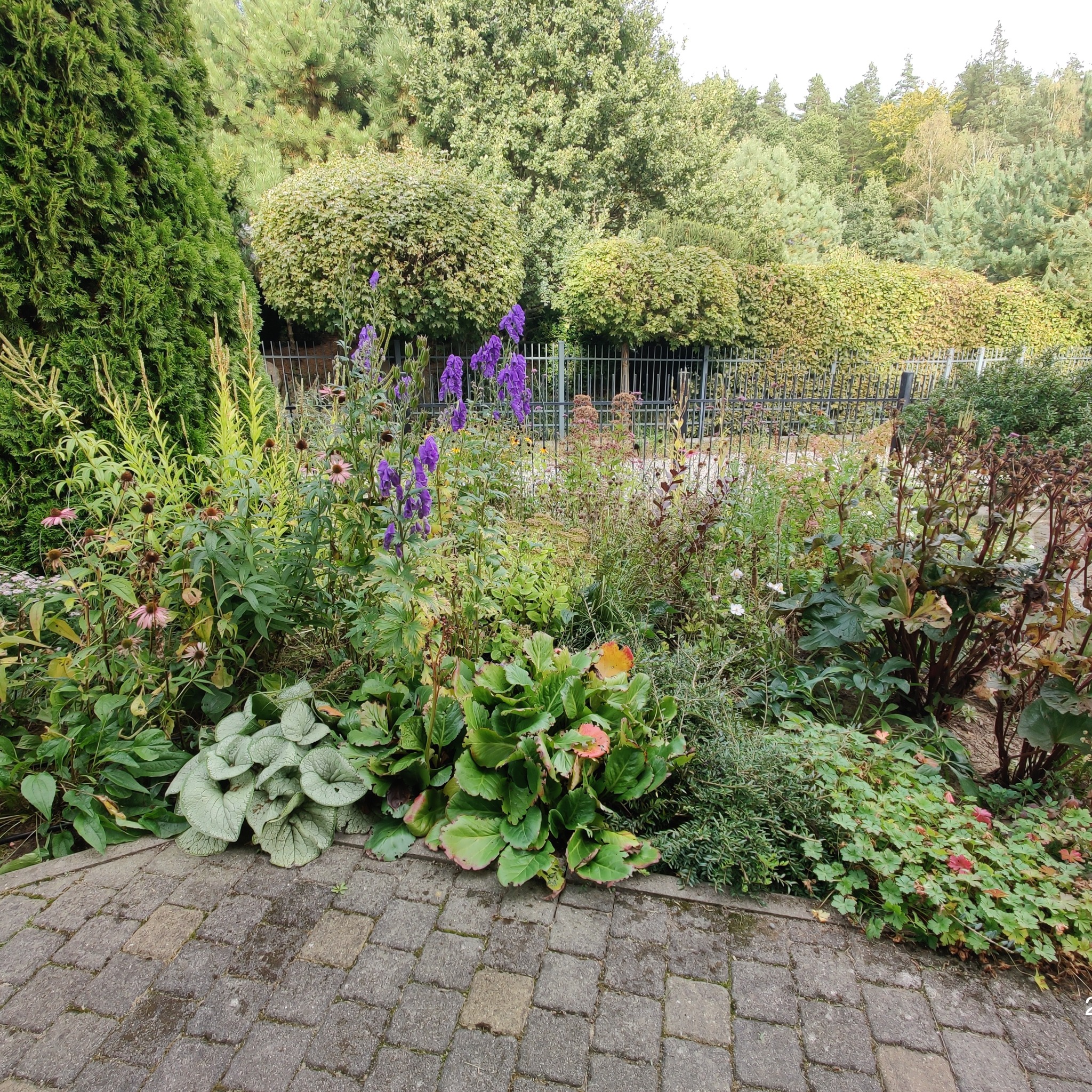 Kadr na rabatę kwiatową z różnorodnymi bylinami i krzewami ozdobnymi, z widoczną kostką brukową na pierwszym planie i metalowym ogrodzeniem w tle.