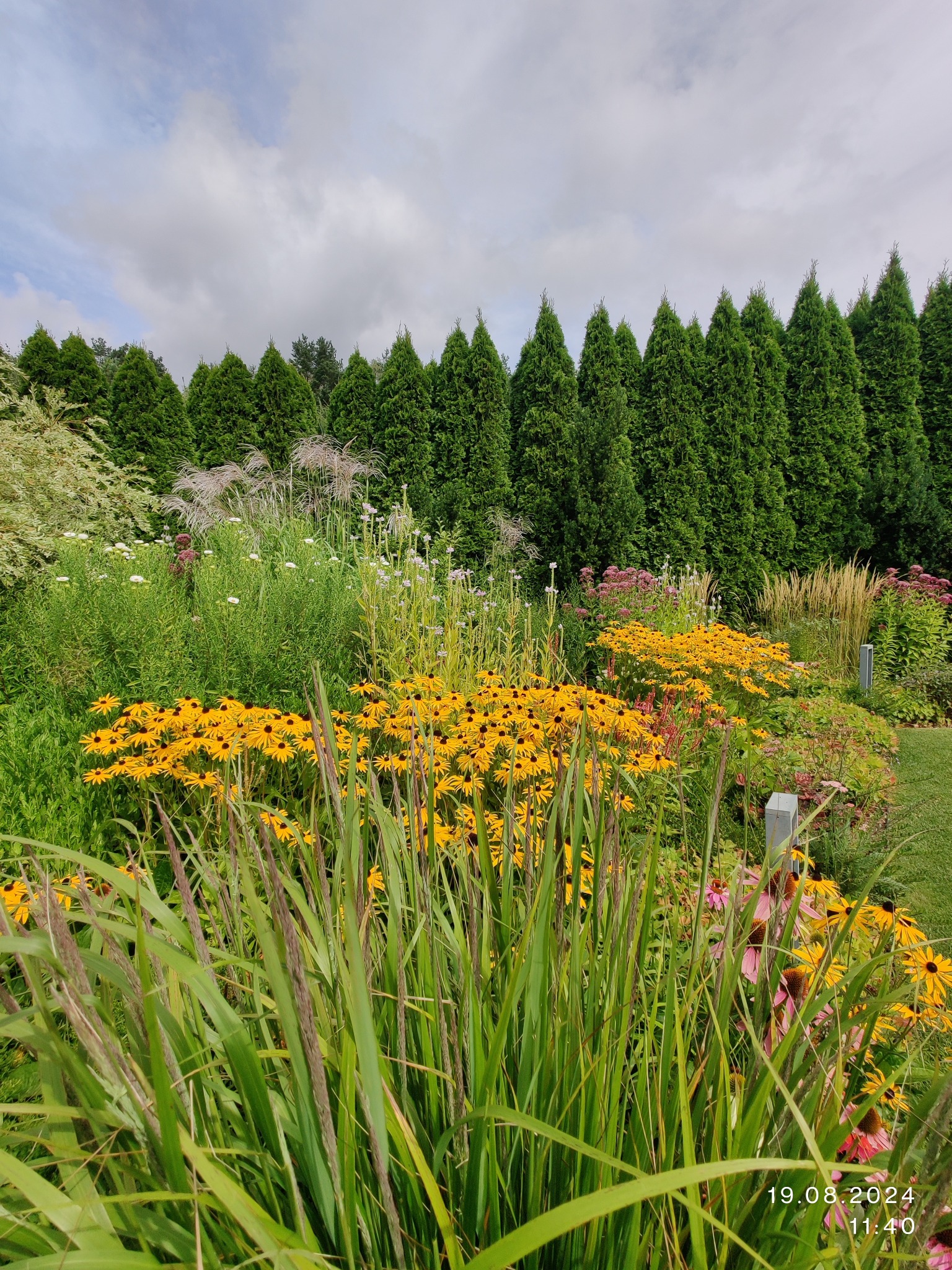 Bujny ogród z żółtymi rudbekiami i strzelistymi tujami w tle, sfotografowany w pochmurny dzień. Wysoka trawa na pierwszym planie dodaje naturalnego uroku.