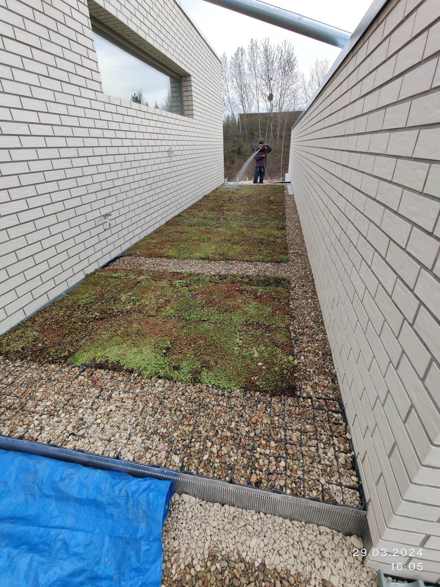 Intensywne podlewanie zielonego dachu z bliska między budynkami z cegły. Widoczne kamyki, mata i fragment niebieskiej plandeki. Osoba podlewa rośliny w oddali.