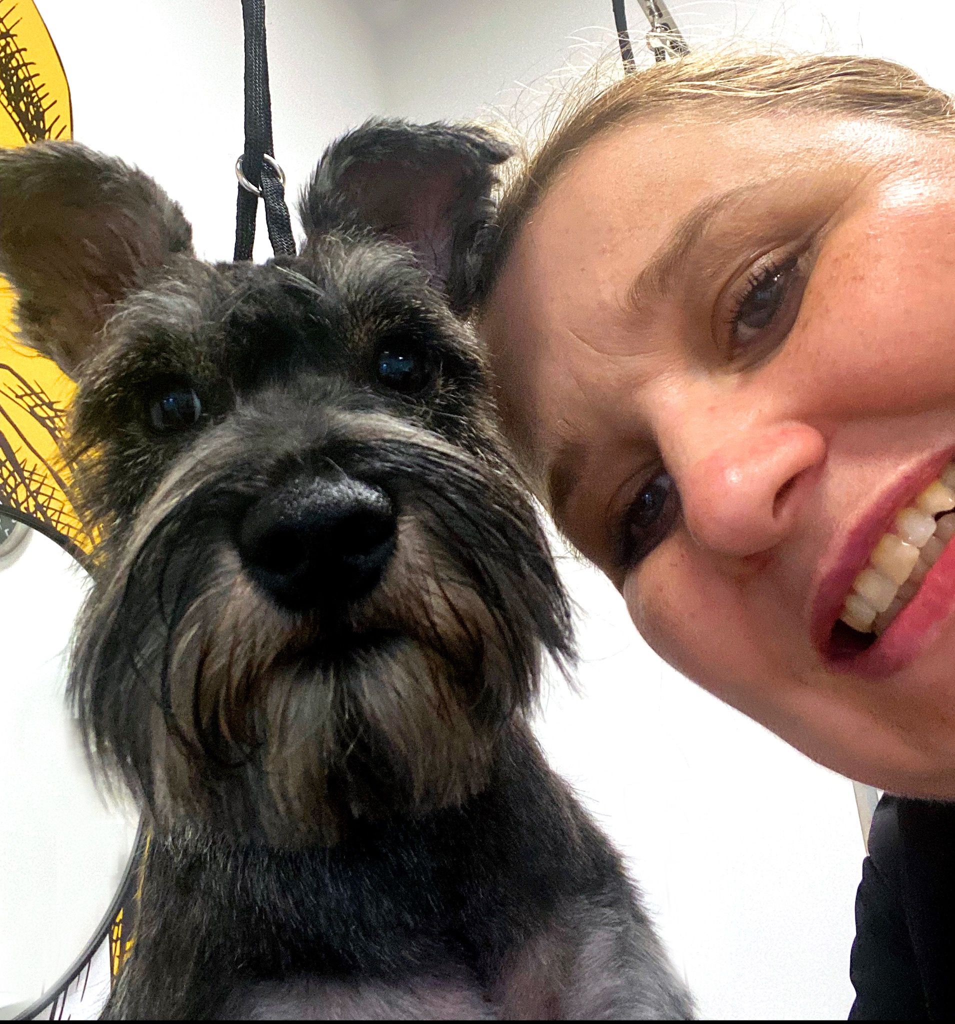 Uśmiechnięta kobieta robi selfie z ostrzyżonym psem rasy sznaucer miniaturowy w salonie. Pies ma obrożę. W tle żółty element dekoracyjny.