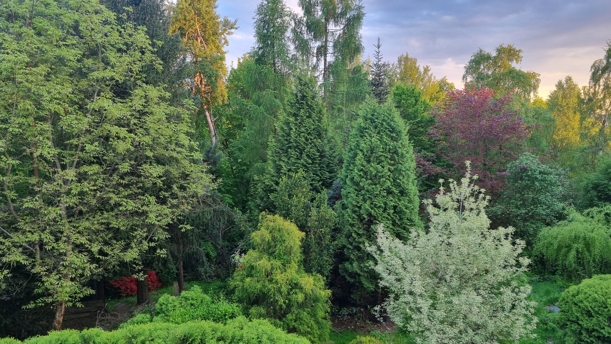 Bujny, zielony ogród z różnorodnymi drzewami i krzewami w różnych odcieniach zieleni, czerwieni i bieli, tworzący gęsty, malowniczy krajobraz.