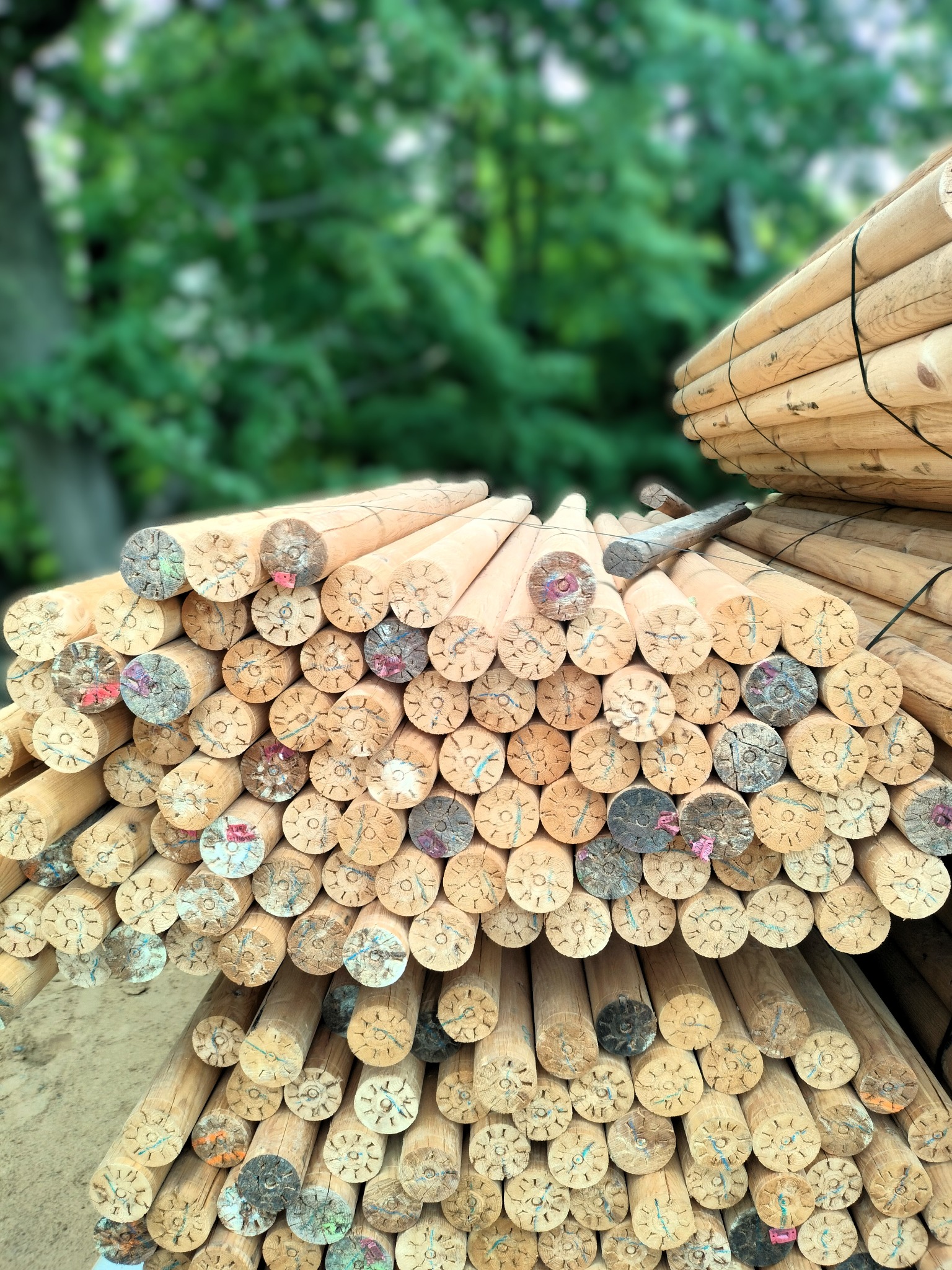 Stos okrąglaków z drewna, ułożonych warstwami. Widoczne czoła z charakterystycznym wzorem. W tle zieleń drzew, co sugeruje składowanie na zewnątrz.