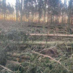 Wycinka drzew Koszelewy 2