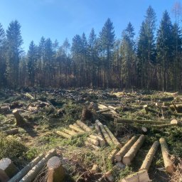 Wycinka drzew Koszelewy 3