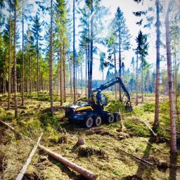 Wycinka drzew Koszelewy 4