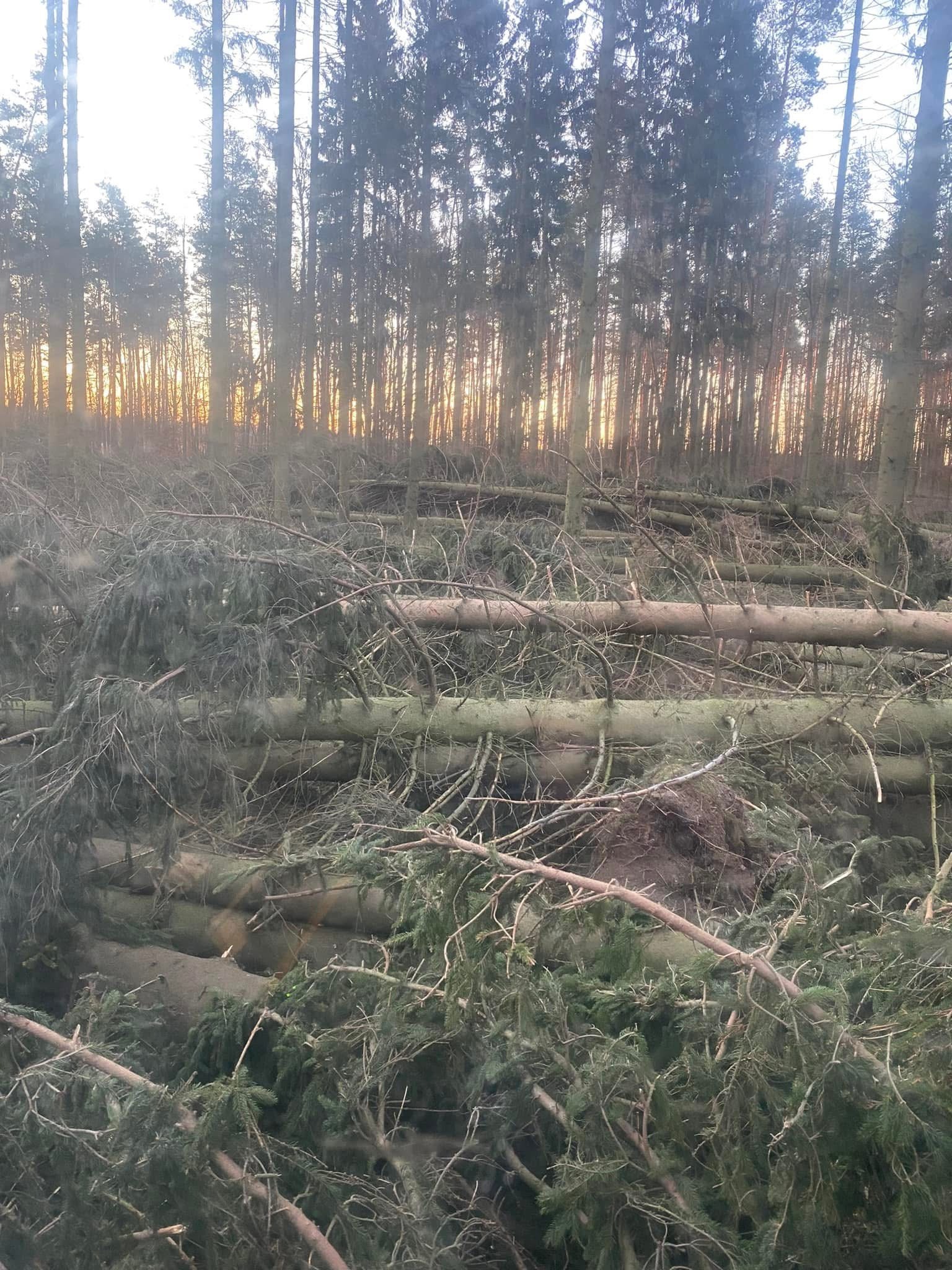 Ścięte drzewa iglaste w lesie po wycince, widoczne pnie i gałęzie, w tle drzewa i zachodzące słońce, oświetlające teren.