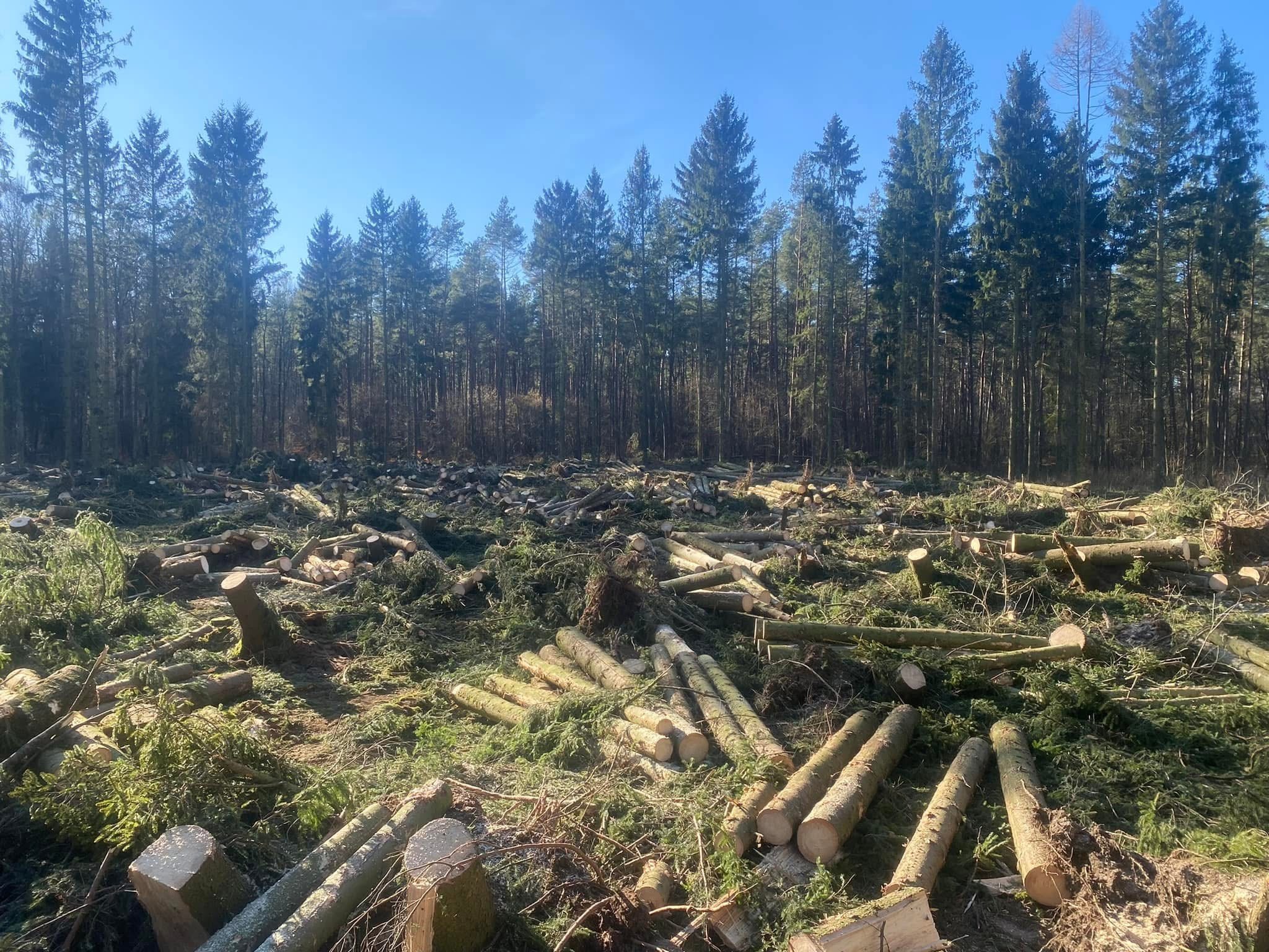 Teren po wycince drzew iglastych, pnie i gałęzie w nieładzie, w tle wysokie drzewa i błękitne niebo w słoneczny dzień. Widok na skutek wycinki.