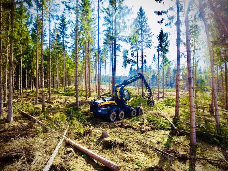 Żółto-czarny harwester w lesie sosnowym, świeżo po wycince. Widoczne pnie i ścięte gałęzie. Słoneczny dzień, wysokie drzewa w tle. Maszyna gotowa do dalszej pracy.