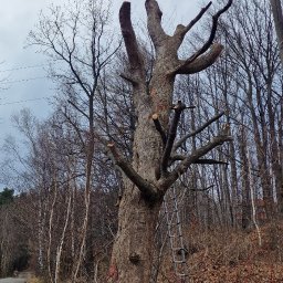 Wycinka drzew Łodygowice 2