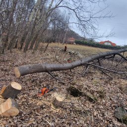 Wycinka drzew Łodygowice 3