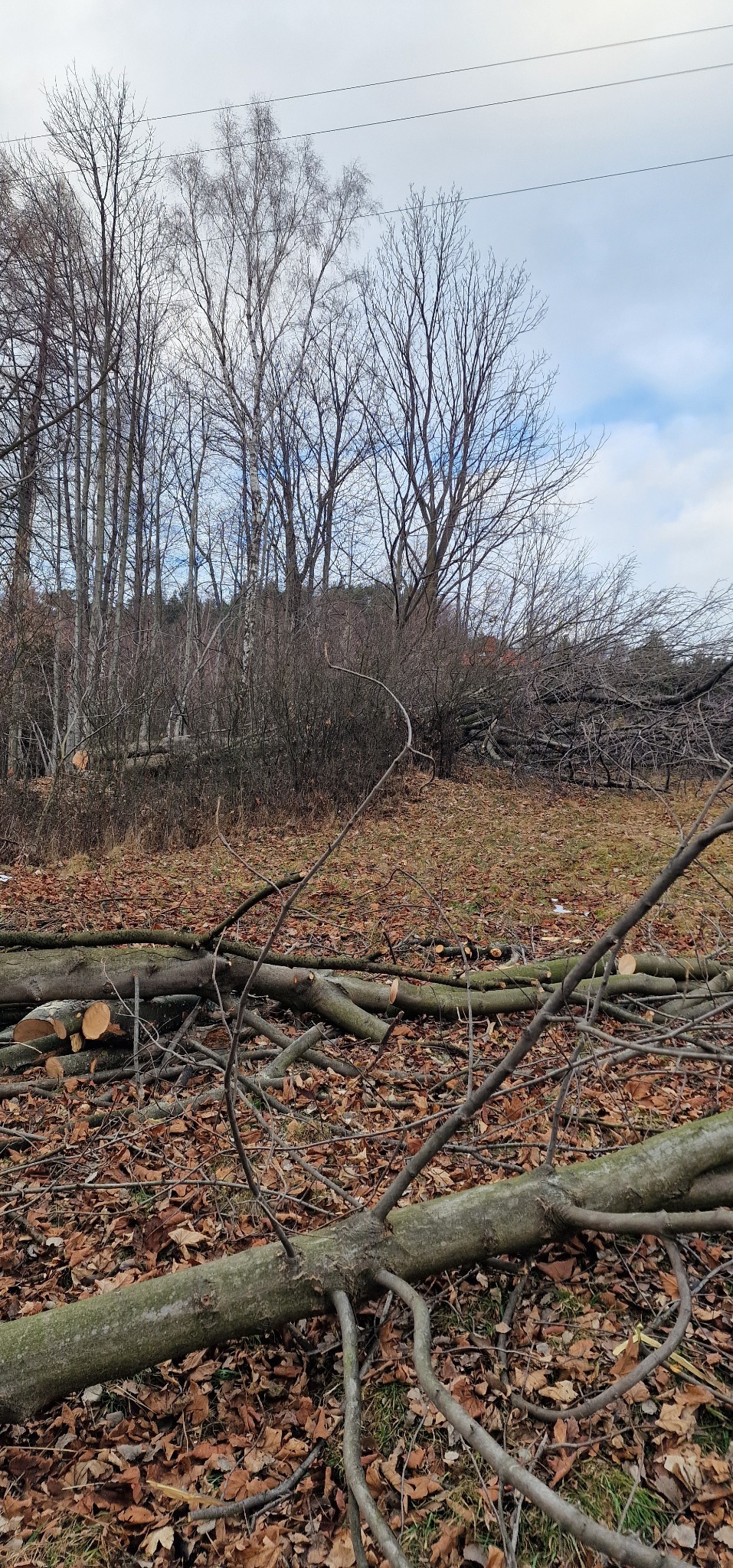 Oferuję wycinanie drzew, przycinanie krzewów koszenie trawy. Sadzenie drzewek