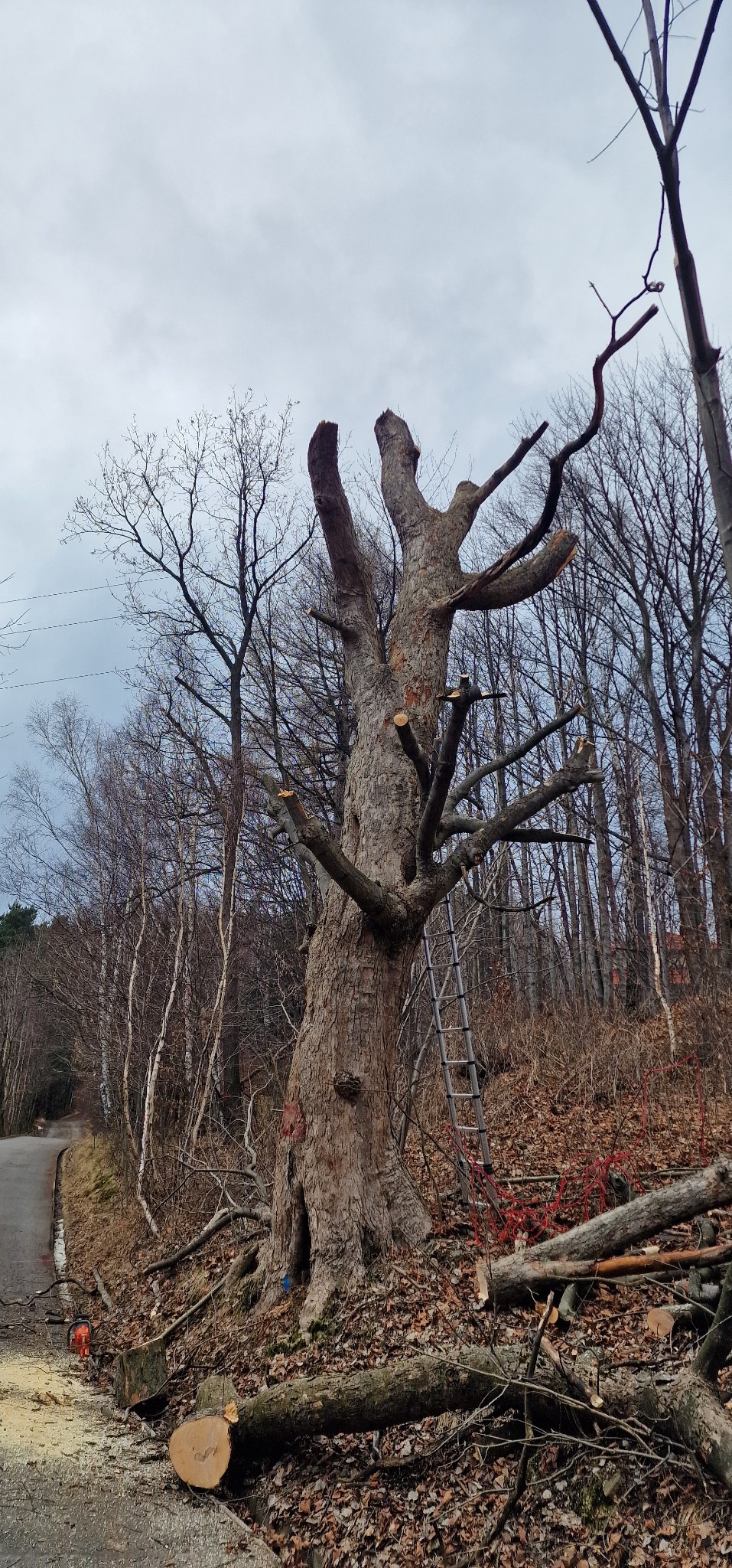 Ogołocone z gałęzi drzewo liściaste po wycince, z drabiną opartą o pień. Wokół leżą ścięte konary, a w tle widoczny las i fragment drogi.