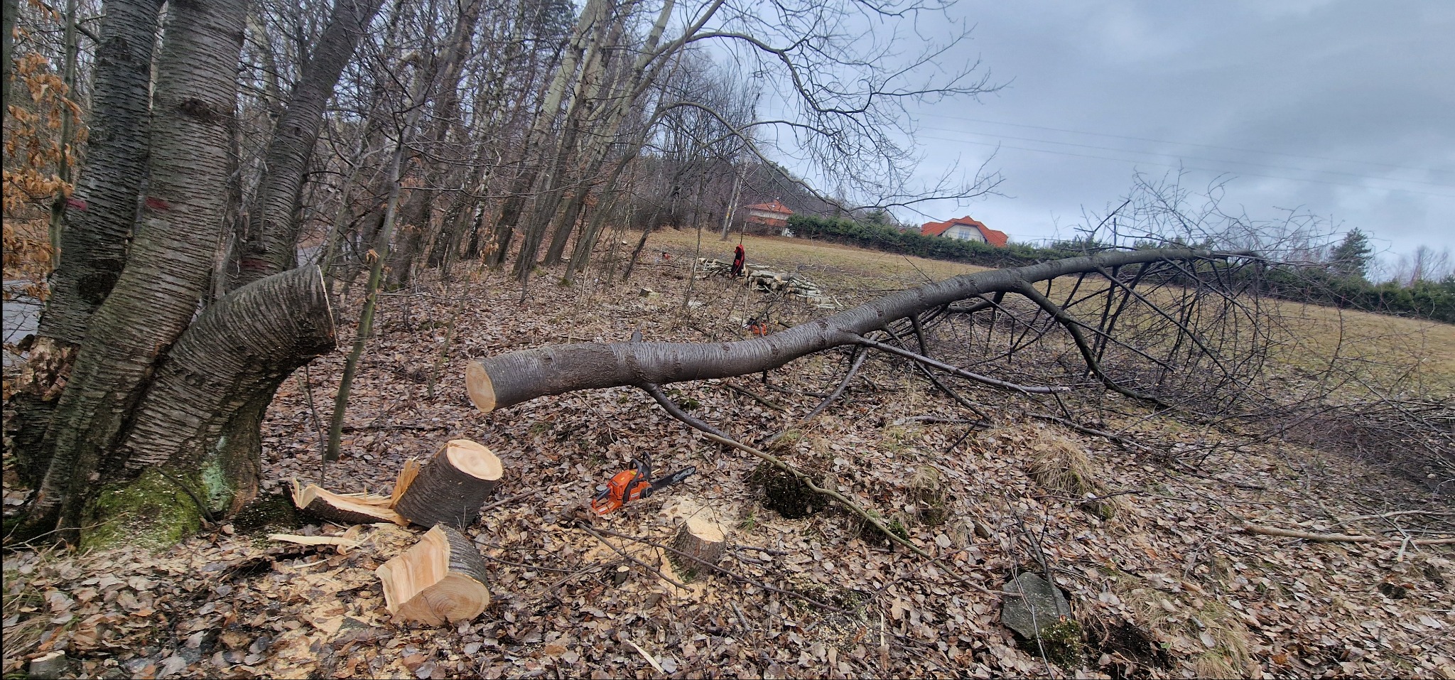 Ścięte drzewo na zboczu z widoczną piłą spalinową i osobą w oddali. Ślady po wycince drzew, jesienne liście na ziemi, pochmurne niebo w tle.