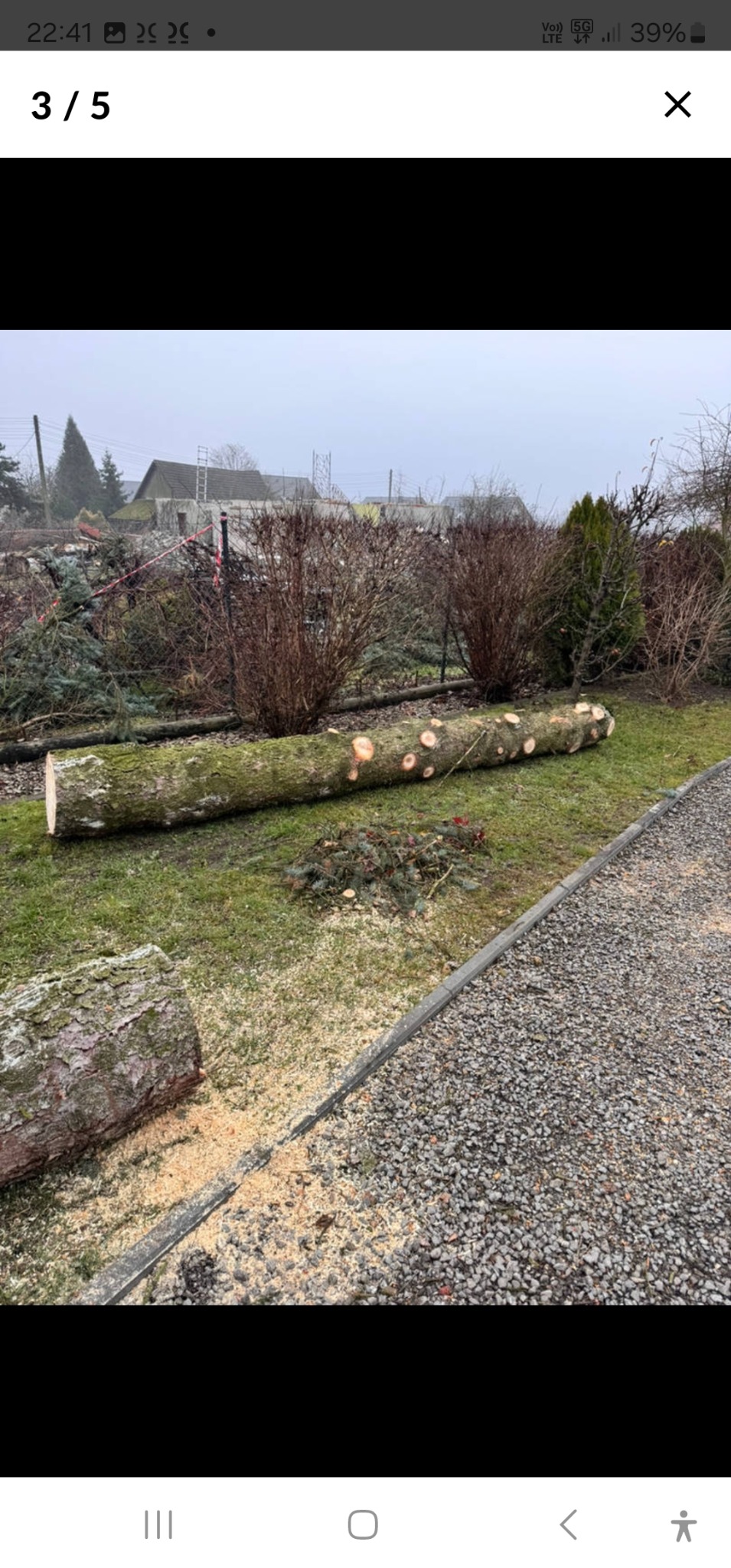 Ścięte pnie drzewa na trawniku, widoczne ślady cięcia i trociny. W tle krzewy i budynek. Praca po wycince drzewa w ogrodzie.