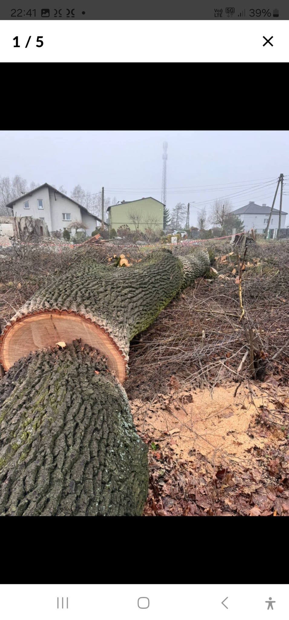 Ścięte drzewo na działce z widocznymi domami w tle. Ślady cięcia i rozsypane trociny. Krajobraz po wycince drzewa, widoczne pozostałości gałęzi i pni.