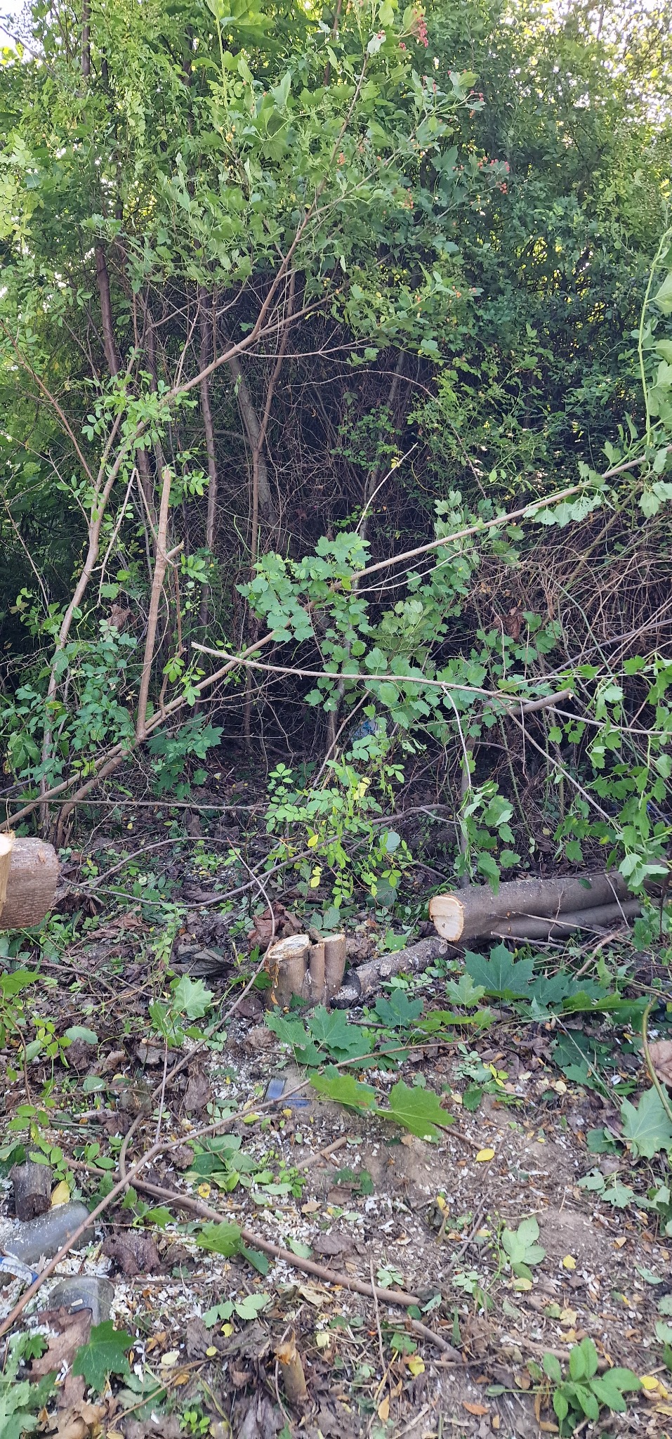 Teren po wycince drzew: pnie, gałęzie i liście na ziemi. Widoczne ścięte pnie drzew i pozostałości po wycince w zaroślach.
