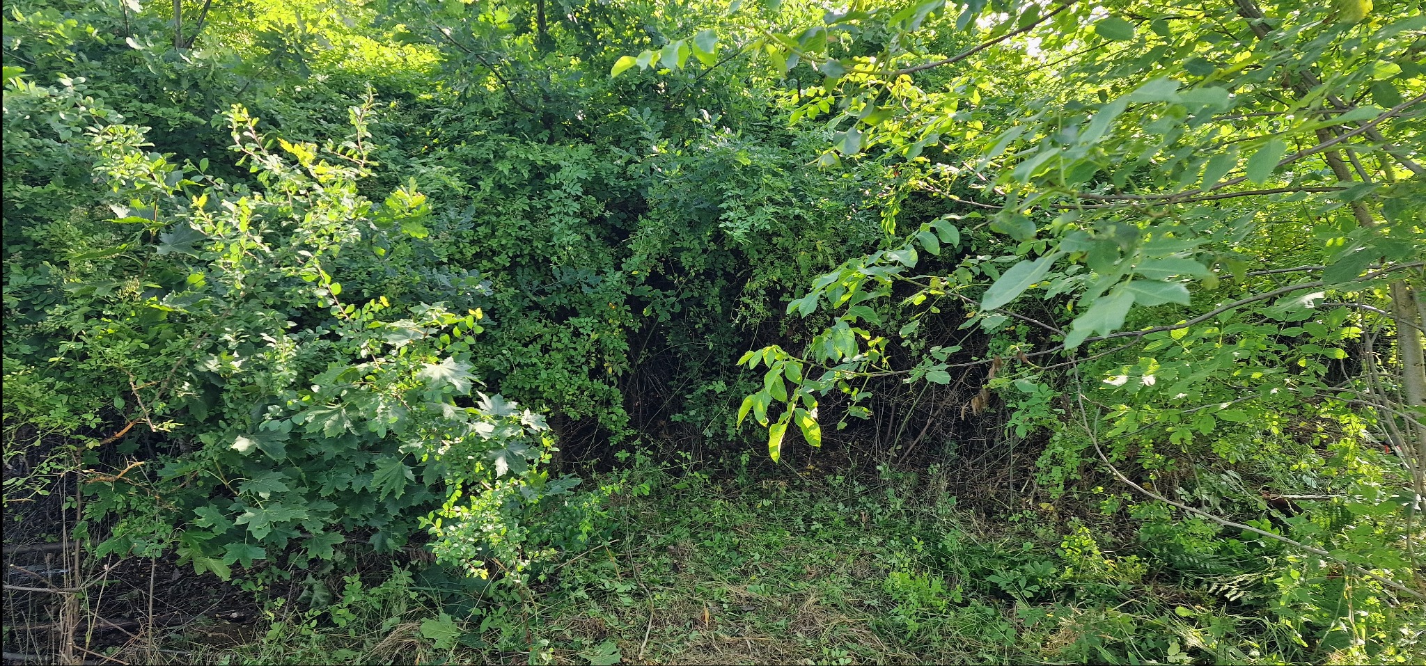 Gęsta roślinność z przewagą zieleni: drzewa liściaste, krzewy i trawa. Widok na zarośnięty teren z różnorodnymi gatunkami roślin, tworzącymi naturalny, dziki krajobraz.