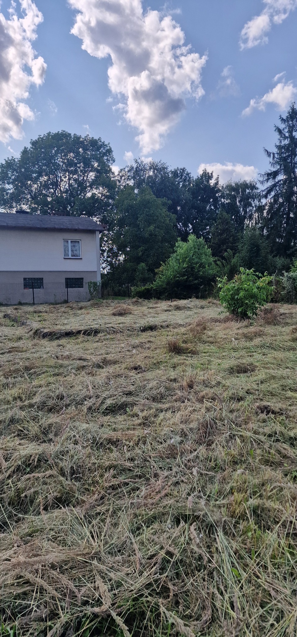 Świeżo skoszone pole z resztkami trawy, widoczny fragment domu i drzewa w tle, błękitne niebo z chmurami. Krajobraz po koszeniu trawy.