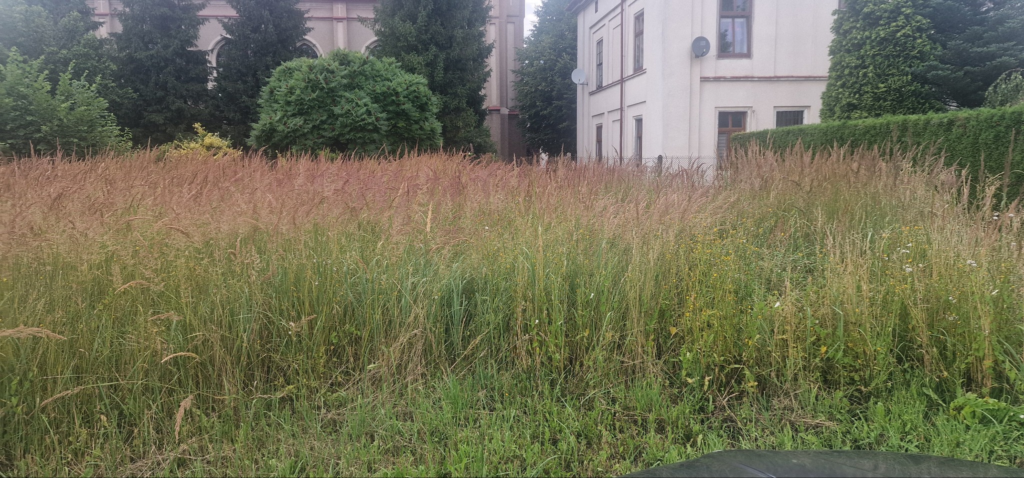 Zarośnięty teren zielony z wysoką trawą i chwastami przed budynkiem z satelitami, sugerujący zaniedbaną pielęgnację ogrodu.