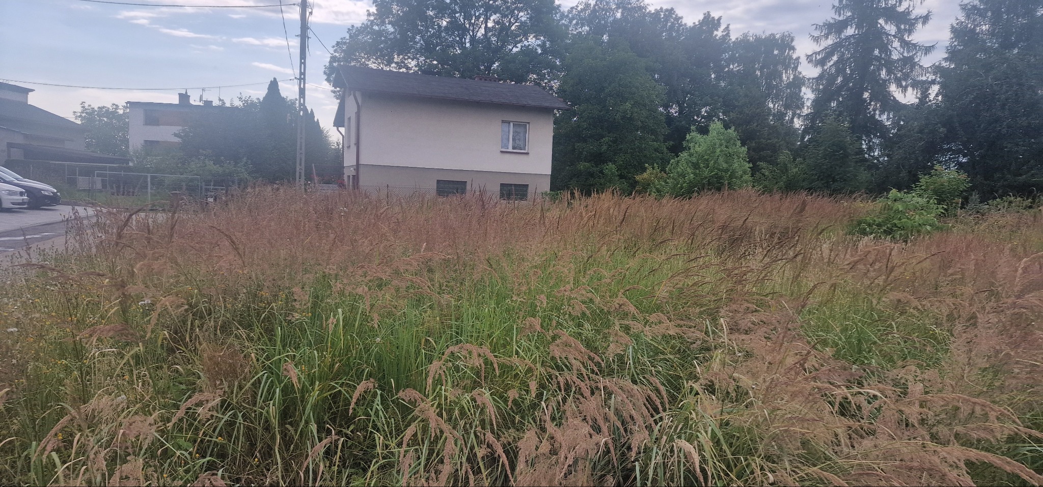 Zarośnięta działka z wysoką trawą i chwastami przed domem. Zaniedbany teren zielony z budynkiem w tle. Wymaga koszenia i pielęgnacji.