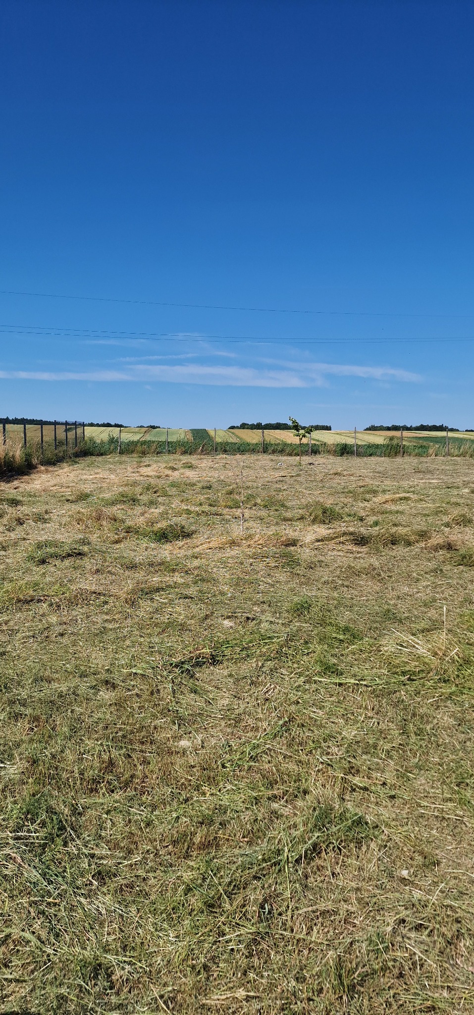 Świeżo skoszone pole z młodymi drzewkami w tle, widok na pola uprawne za ogrodzeniem. Błękitne niebo i resztki skoszonej trawy na ziemi.
