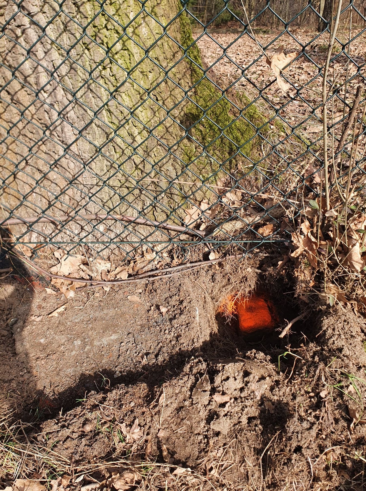 Wykonany wykop w ziemi obok pnia drzewa i siatki ogrodzeniowej z pomarańczowym elementem wewnątrz wykopu. Prace ziemne, przygotowanie terenu.