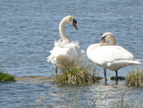 Dwa białe łabędzie stojące w płytkiej wodzie, otoczone kępami trawy, z delikatnymi falami na wodzie w tle.