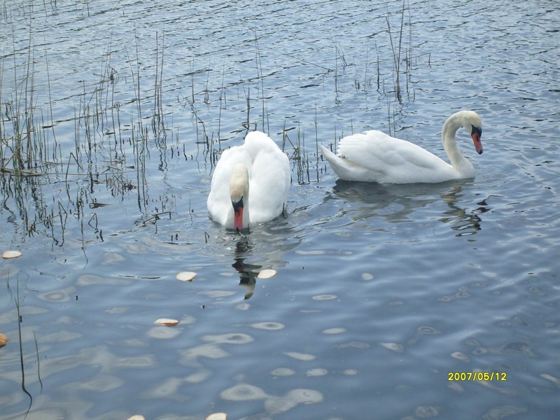 Dwa białe łabędzie pływają po jeziorze z trzcinami, odbicie chmur na wodzie, zdjęcie z datą w rogu.
